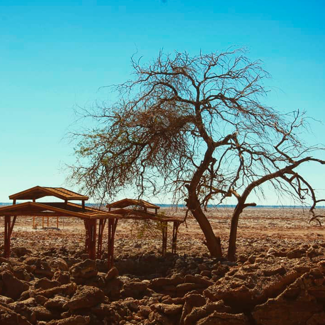 fotografía de paisaje de la reserva nacional pampa del tamarugal