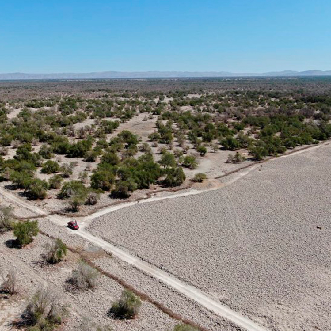 Plantaciones de Tamarugo en la Pampa del Tamarugal