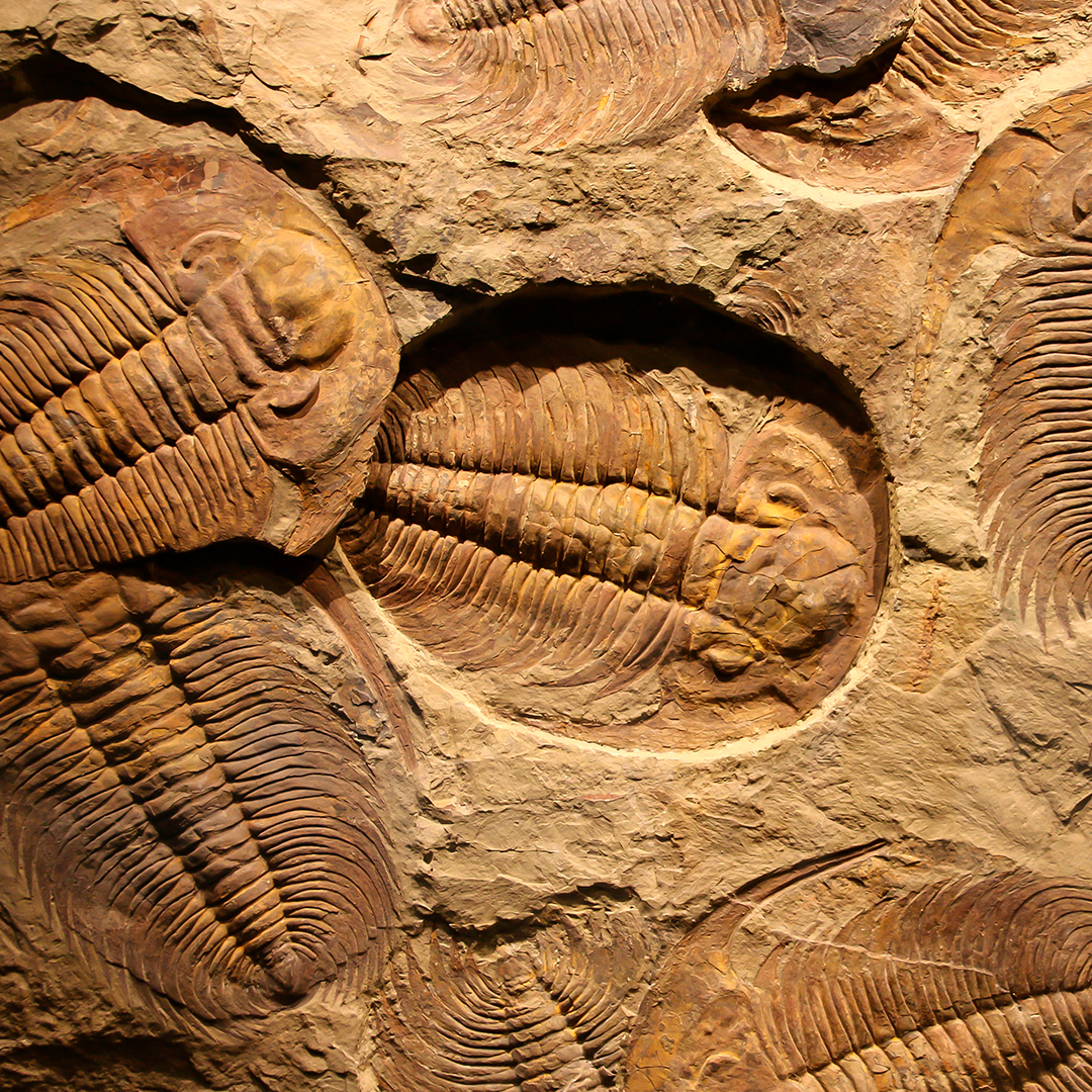 fotografía de fosiles