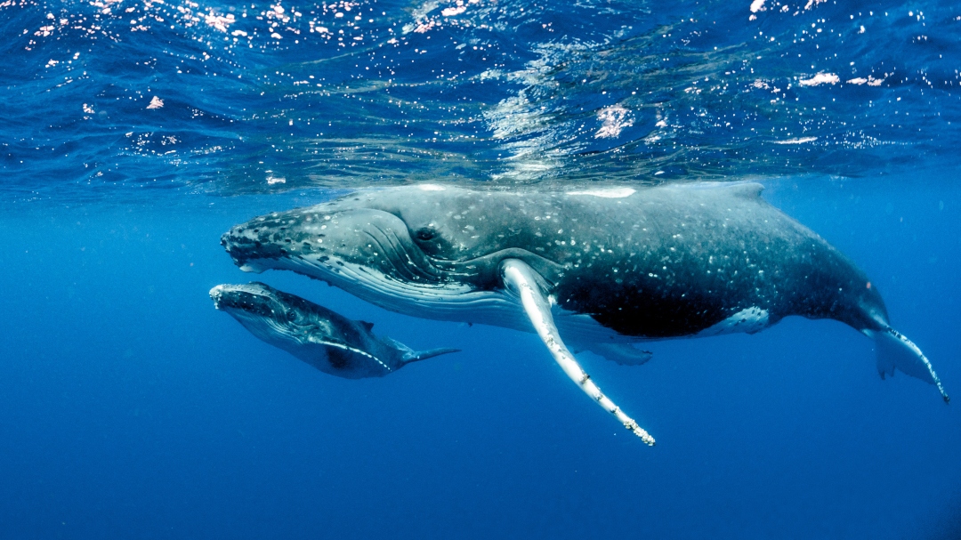 ballena jorobada madre e hija nadando bajo el océano pacífico