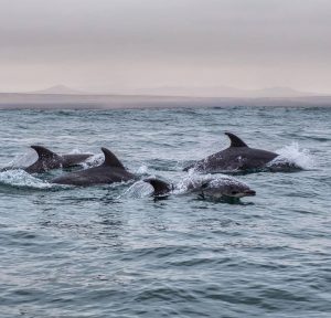 cuatro delfines nadando en el mar con atardecer de fondo