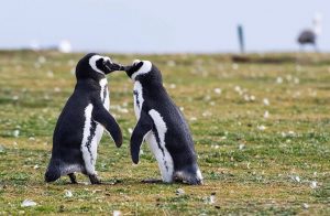 pareja de pinguinos acariciandose en el parque nacional isla magdalena con fondo difuminado
