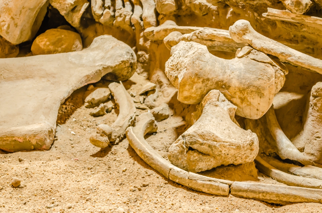 huesos de mamut animal prehistorico
