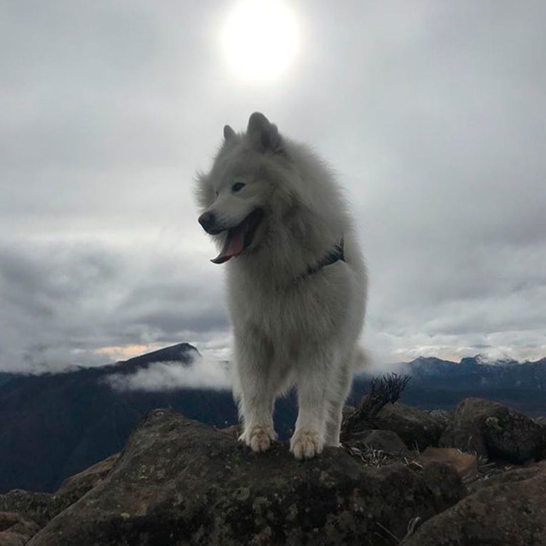 fotografía perro blanco con fondo de cerro y cordillera