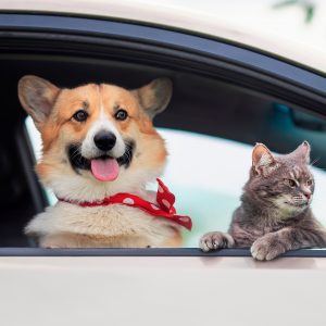perro y gato mirando por ventana auto