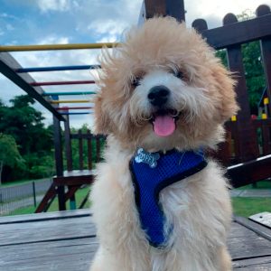 fotografía perro peludo con lengua afuera en plaza