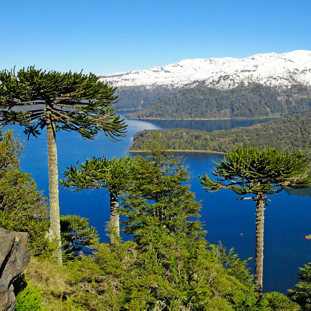 fotografía parque con araucarias y cordillera de fondo