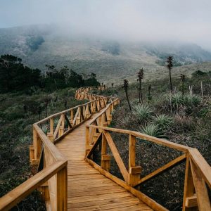 fotografía senderos de madera dentro del parque