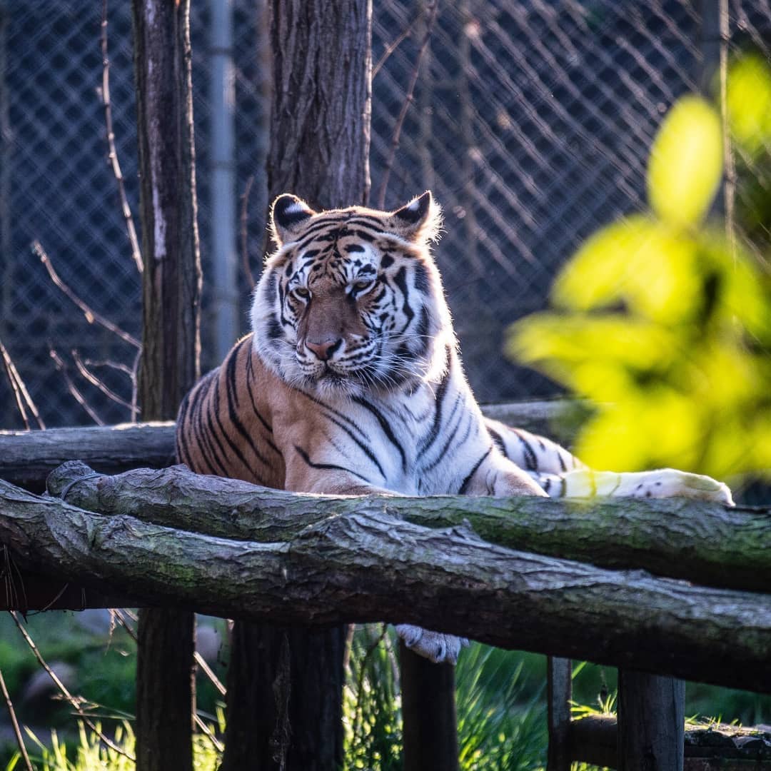 fotografía tigre en el zoo