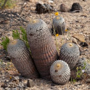 fotografía de copiapoa
