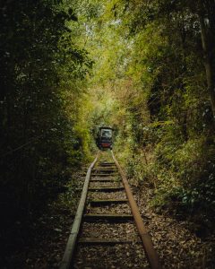 fotografía de bosque con carrito leñero
