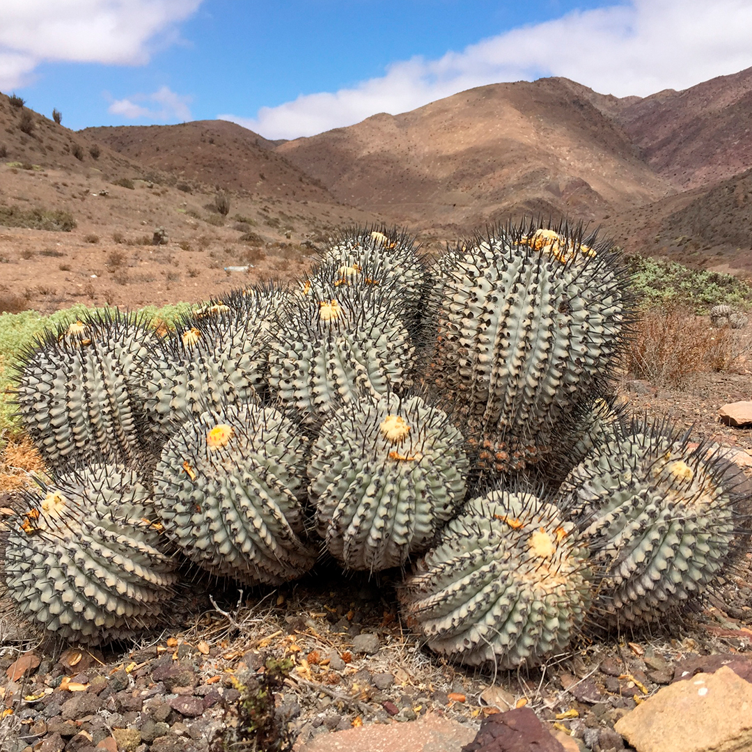 fotografía cactus del norte
