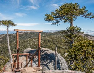 vista de mirador parque nacional nahuelbuta con araucarias