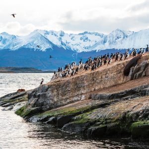 fotografías de pingüino en parque pinguino rey