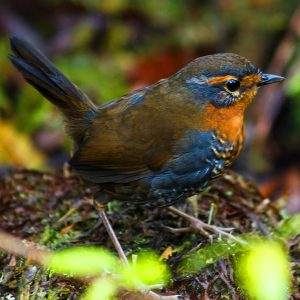 fotografía de chucao en la naturaleza