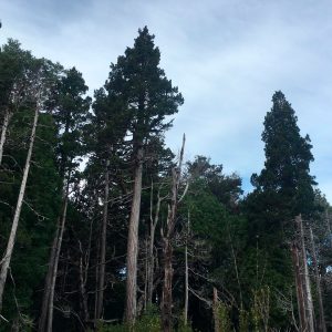 fotografía de bosque de cipreses