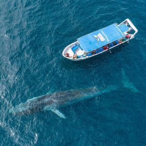 Embarcación junto a una ballena de gran magnitud