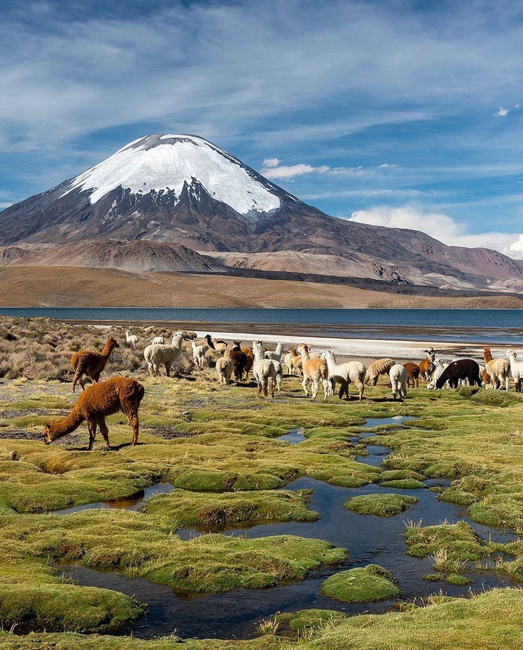 fotografía de llamas y alpacas en el lago chungará con volcán parinacota de fondo