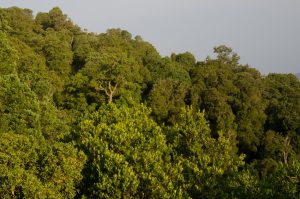 árboles frondosos