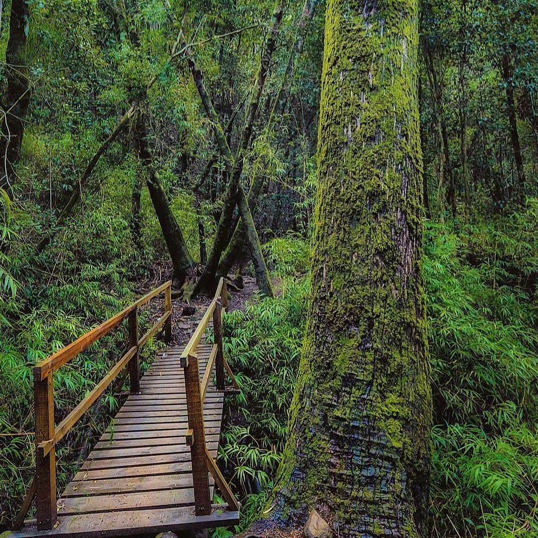 Puente de madera en el Parque Nacional Nonguén