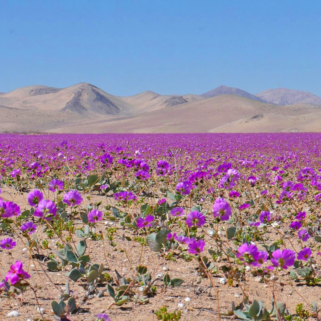 fotografía de desierto florido