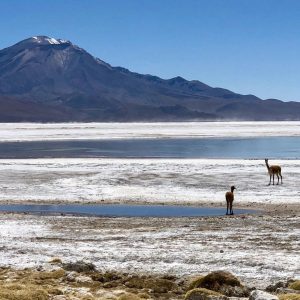 vicuñas caminando por el salar