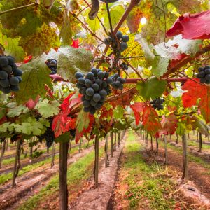 fotografía de parras y uvas