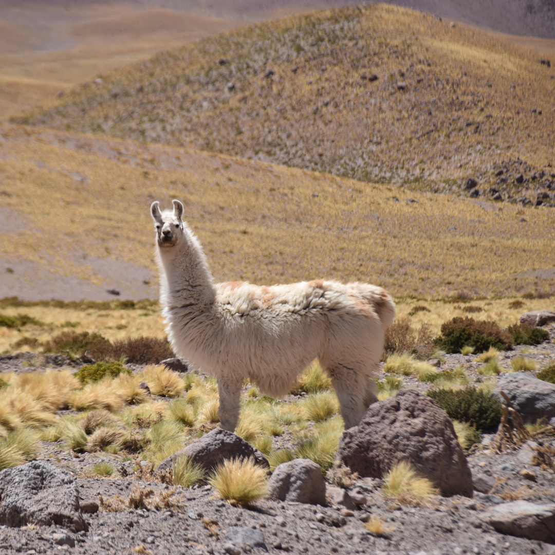Alpaca en el Desierto de Atacama