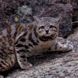fotografía de gato andino caminado y mirando a la cámara