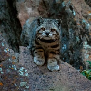 gato andino sobre una roca