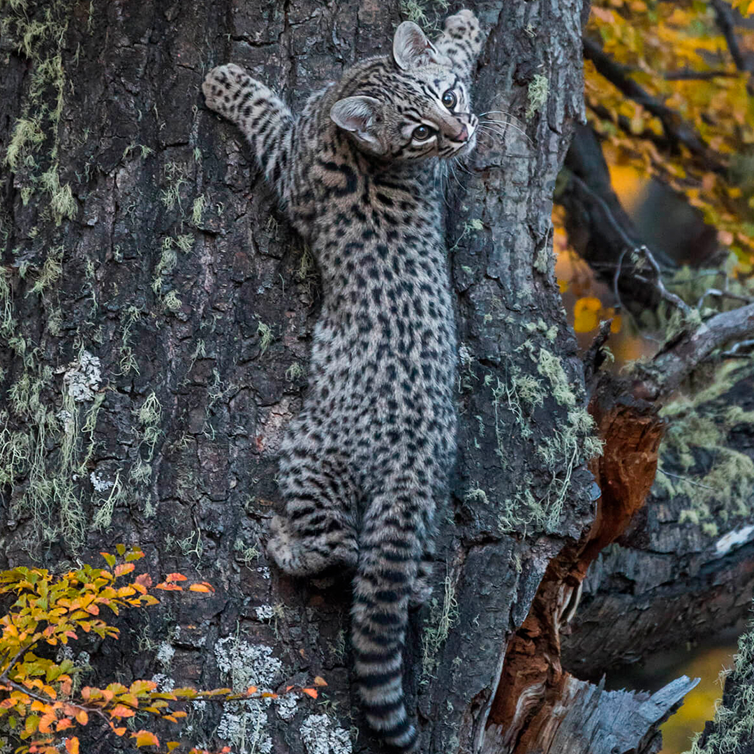 Gato de Geoffroy subiendo un árbol.
