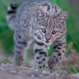 Gato de Geoffroy mirando una presa.