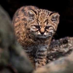 Gato Güiña de cacería