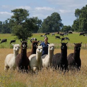 Grupo de alpacas en Magallanes.