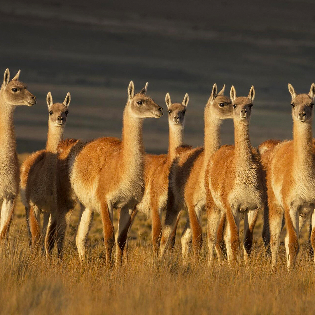 Grupo de guanacos en el altiplano chileno