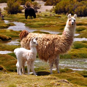 Llamas en el altiplano chileno