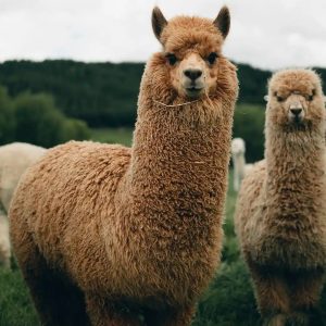 Pareja de llamas en territorio chileno.
