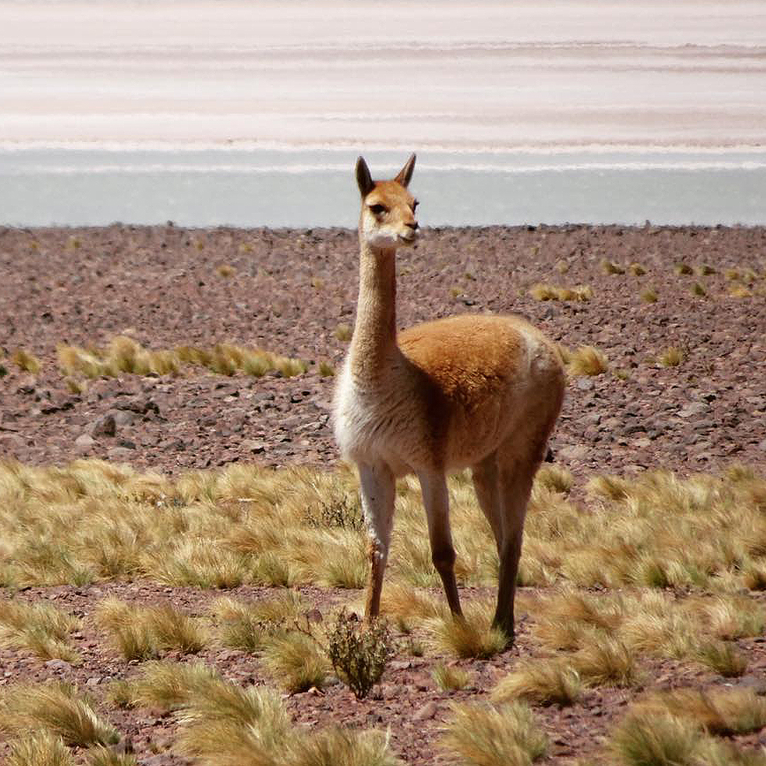 Captura de vicuña en el altiplano chileno.