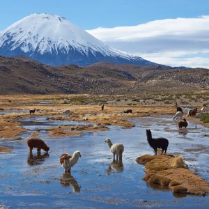 Vicuñas bebiendo agua en la Reserva Nacional Las Vicuñas.