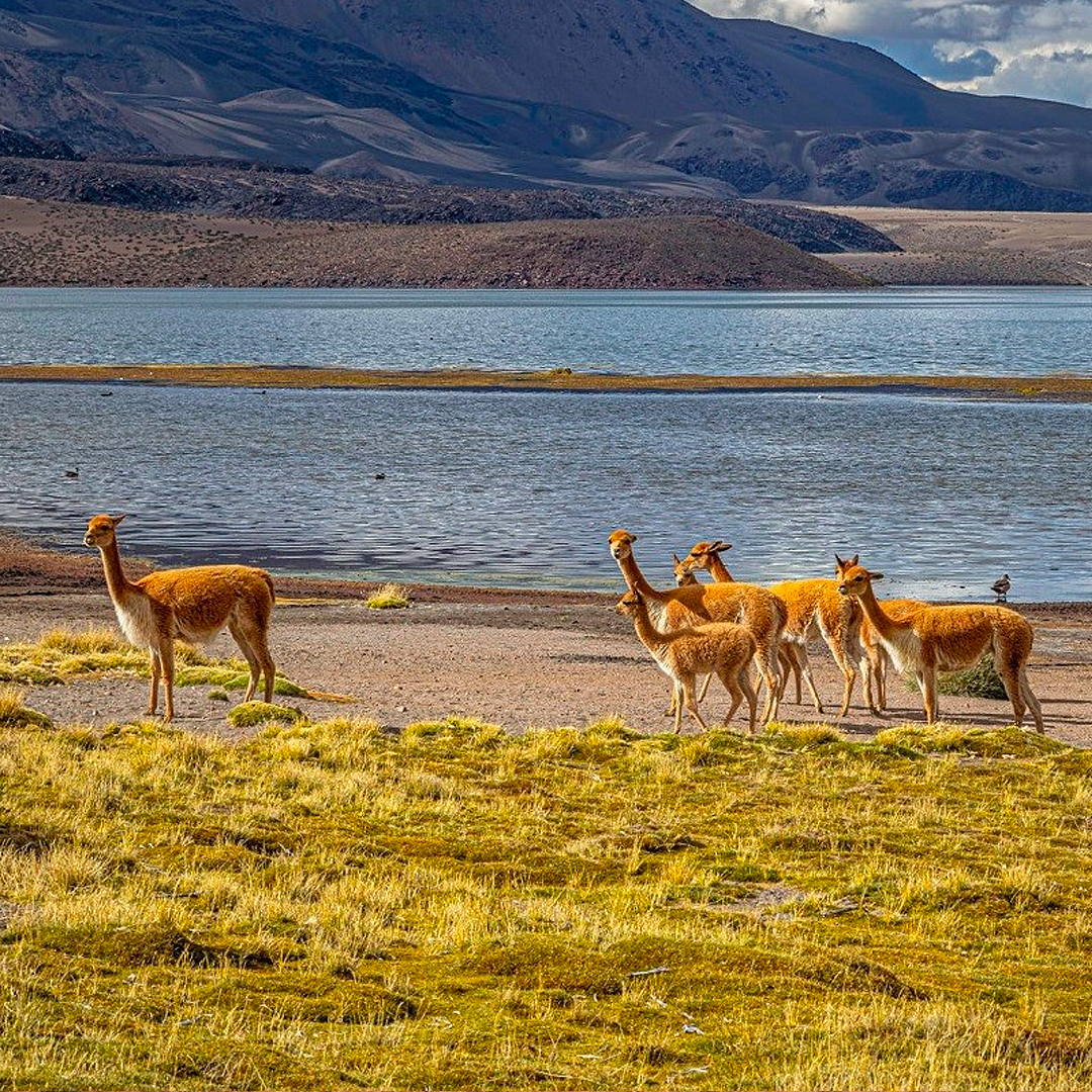 Familia de vicuñas en Chungará, región de Arica y Parinacota.