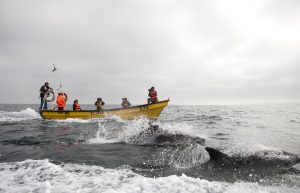 AVISTAMIENTO DE BALLENAS EN EMBARCACIÓN EN EL MAR
