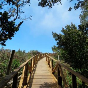 Sendero universal Parque Nacional Fray Jorge.