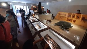 fotografía de momias chinchorro en exposición