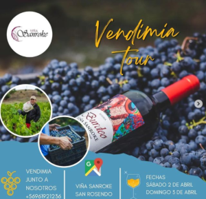 información sobre vendimia en viña San Roke