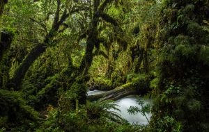 fotografía de bosque verde