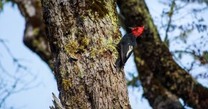 Parque Villarrica