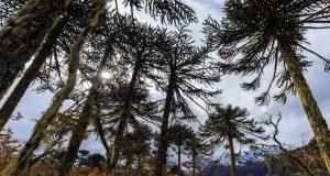 fotografía de araucarias en la Araucanía