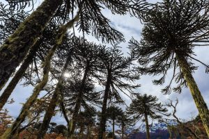 fotografía de araucarias en la Araucanía