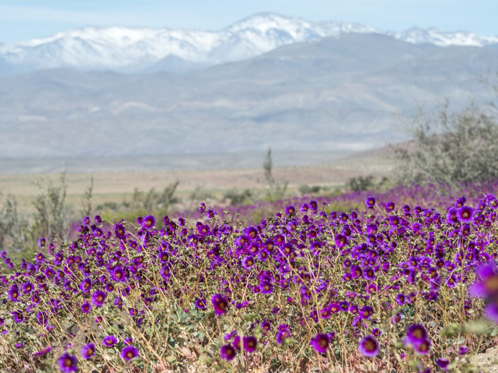 lista de nombres de plantas del desierto