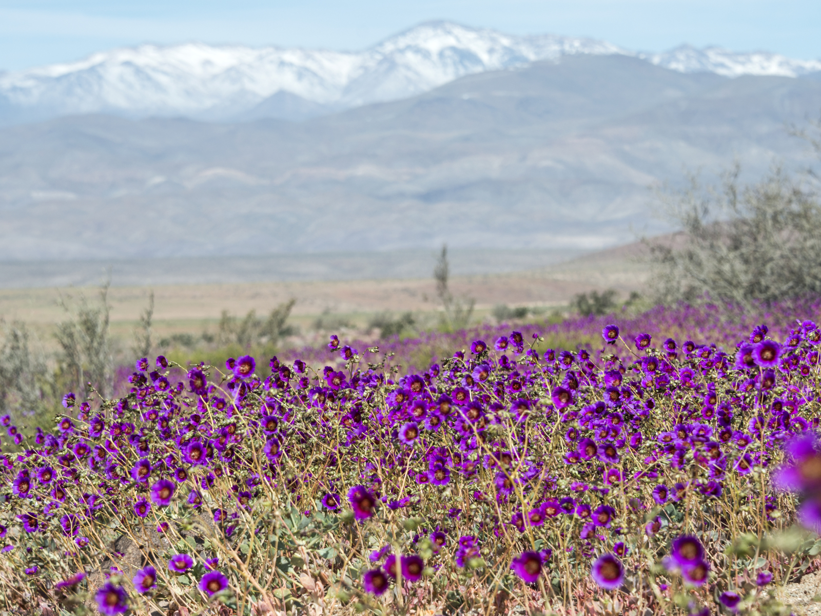 Las 10 especies de flores más hermosas del Desierto Florido